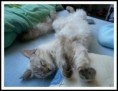 /album/my-happy-ragdoll/p1020437-jpg1/