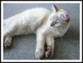 /album/my-happy-ragdoll/p1020444-jpg1/