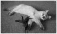 /album/my-happy-ragdoll/p1020242-jpg/